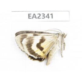 Noctuidae sp. China, Inner Mongolia, Hulunbeier, Mt.Daxinganling. 1Pcs. EA2341.