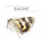 Noctuidae sp. China, Inner Mongolia, Hulunbeier, Mt.Daxinganling. 1Pcs. EA2342.