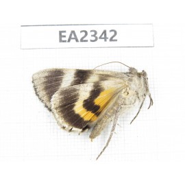 Noctuidae sp. China, Inner Mongolia, Hulunbeier, Mt.Daxinganling. 1Pcs. EA2342.