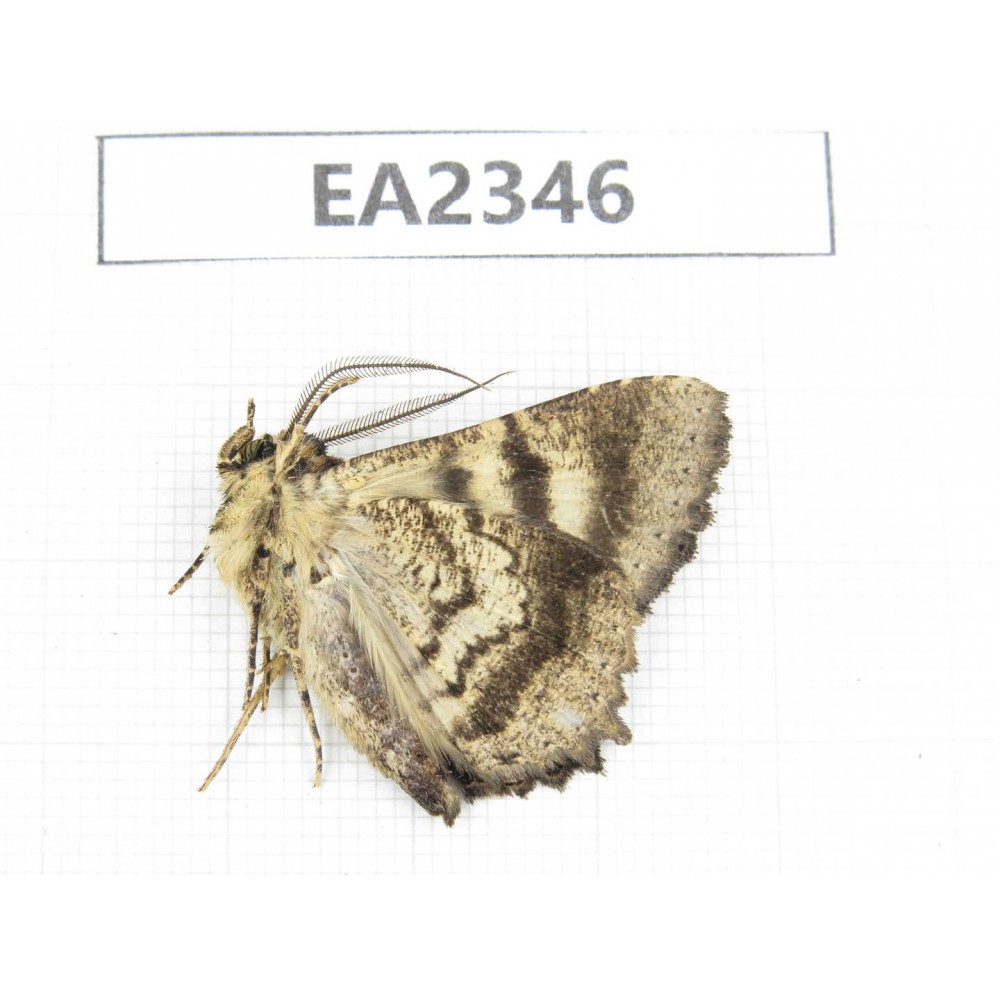 Noctuidae sp. China, NW of Yunnan, Xiangerila area, S of Weixi county.1Pcs. EA2346.