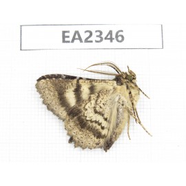 Noctuidae sp. China, NW of Yunnan, Xiangerila area, S of Weixi county.1Pcs. EA2346.