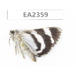 Noctuidae sp. China, Sichuan, Aba area, Lixian county. 1Pcs. EA2359.