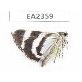 Noctuidae sp. China, Sichuan, Aba area, Lixian county. 1Pcs. EA2359.