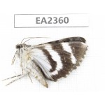 Noctuidae sp. China, Sichuan, Aba area, Lixian county. 1Pcs. EA2360.