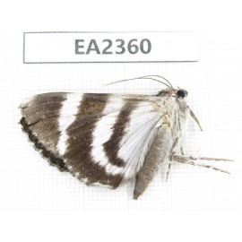 Noctuidae sp. China, Sichuan, Aba area, Lixian county. 1Pcs. EA2360.