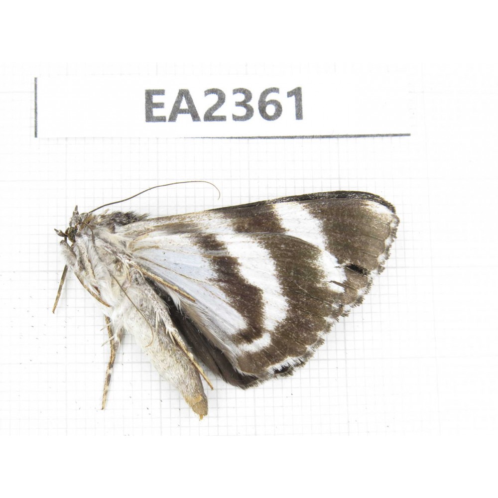 Noctuidae sp. China, Sichuan, Aba area, Lixian county. 1Pcs. EA2361.