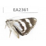 Noctuidae sp. China, Sichuan, Aba area, Lixian county. 1Pcs. EA2361.