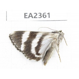Noctuidae sp. China, Sichuan, Aba area, Lixian county. 1Pcs. EA2361.