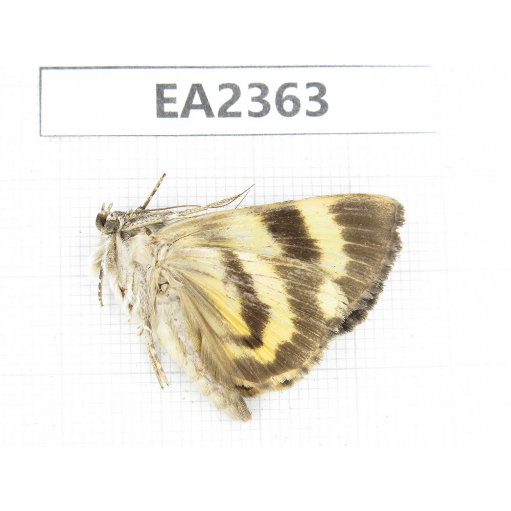Noctuidae sp. China, Guizhou, Bijie area, Dafang county. 1Pcs. EA2363.