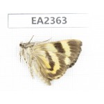 Noctuidae sp. China, Guizhou, Bijie area, Dafang county. 1Pcs. EA2363.
