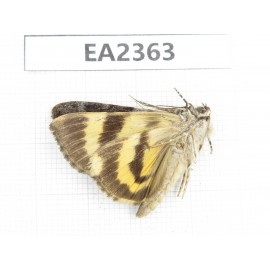 Noctuidae sp. China, Guizhou, Bijie area, Dafang county. 1Pcs. EA2363.