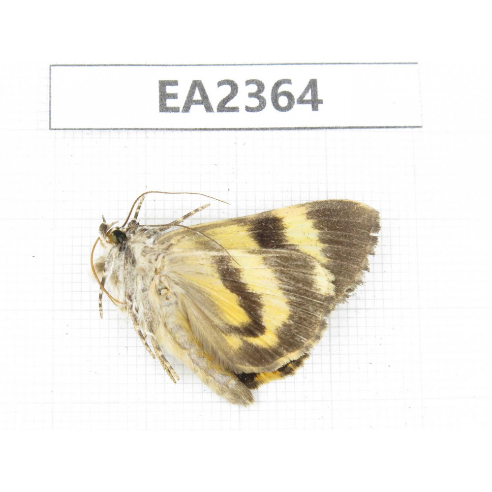 Noctuidae sp. China, Guizhou, Bijie area, Dafang county. 1Pcs. EA2364.