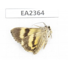 Noctuidae sp. China, Guizhou, Bijie area, Dafang county. 1Pcs. EA2364.