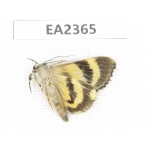 Noctuidae sp. China, Guizhou, Bijie area, Dafang county. 1Pcs. EA2365.