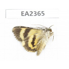 Noctuidae sp. China, Guizhou, Bijie area, Dafang county. 1Pcs. EA2365.