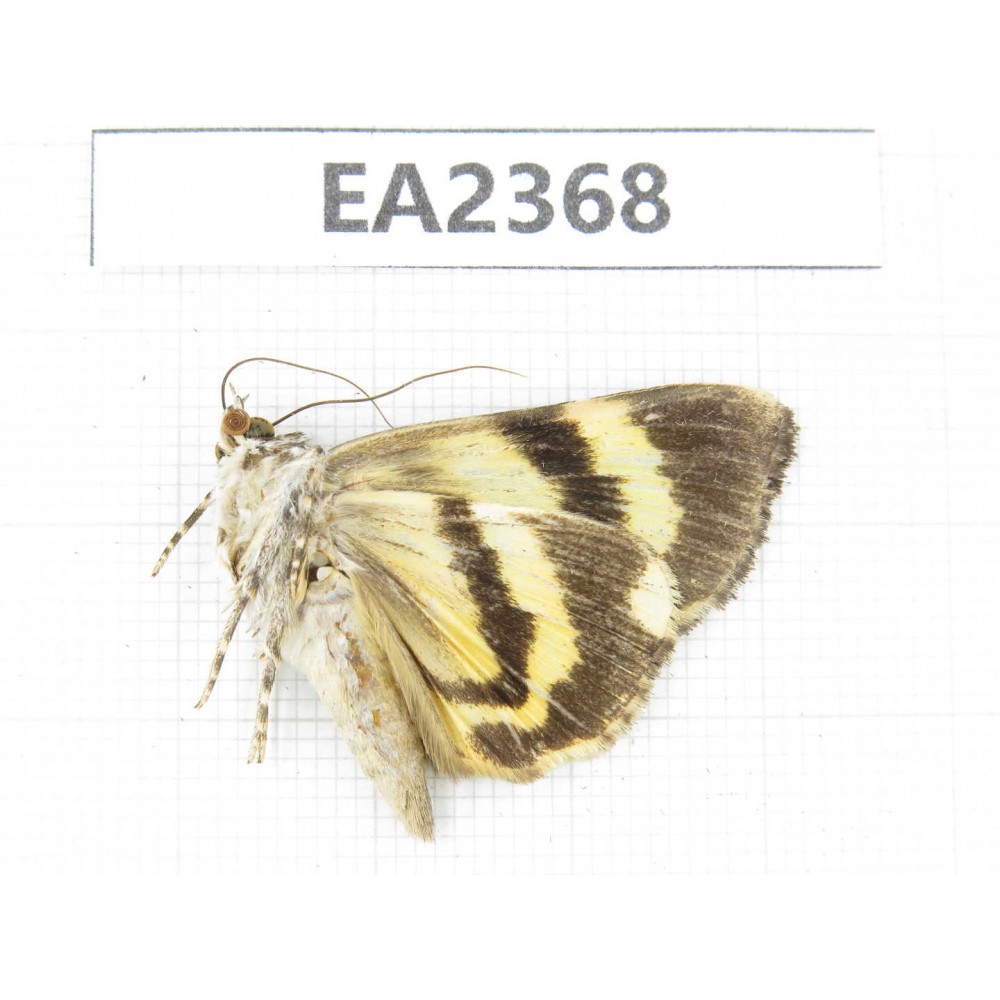 Noctuidae sp. China, Guizhou, Bijie area, Dafang county. 1Pcs. EA2368.