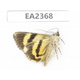 Noctuidae sp. China, Guizhou, Bijie area, Dafang county. 1Pcs. EA2368.