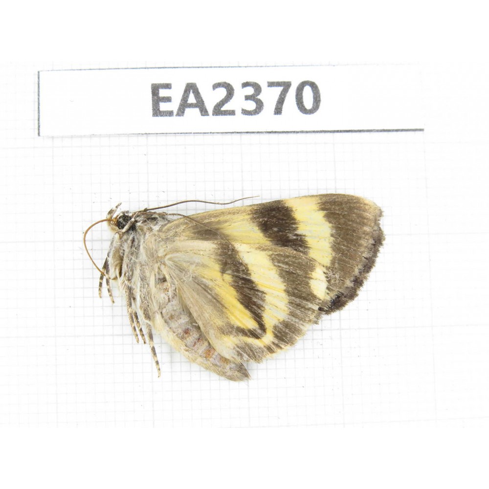 Noctuidae sp. China, Guizhou, Bijie area, Dafang county. 1Pcs. EA2370.