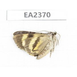 Noctuidae sp. China, Guizhou, Bijie area, Dafang county. 1Pcs. EA2370.