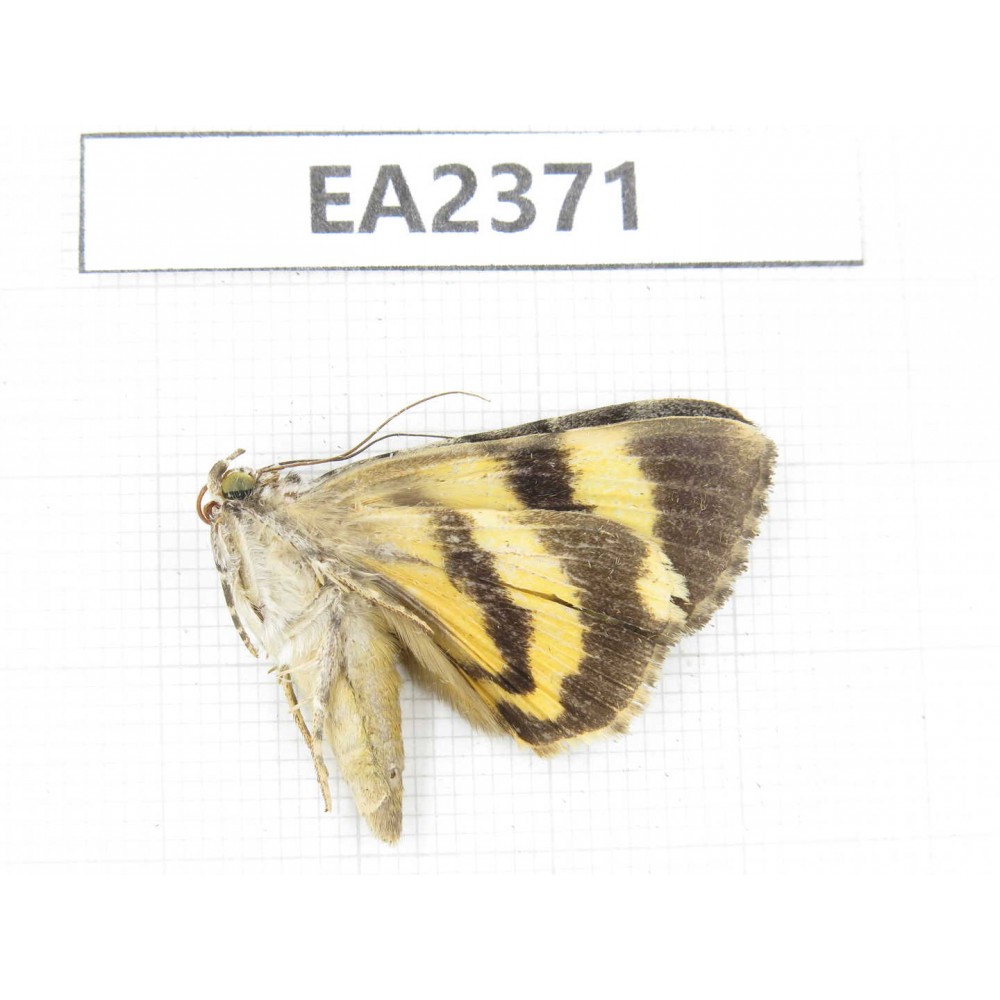 Noctuidae sp. China, Guizhou, Bijie area, Dafang county. 1Pcs. EA2371.
