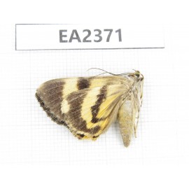 Noctuidae sp. China, Guizhou, Bijie area, Dafang county. 1Pcs. EA2371.