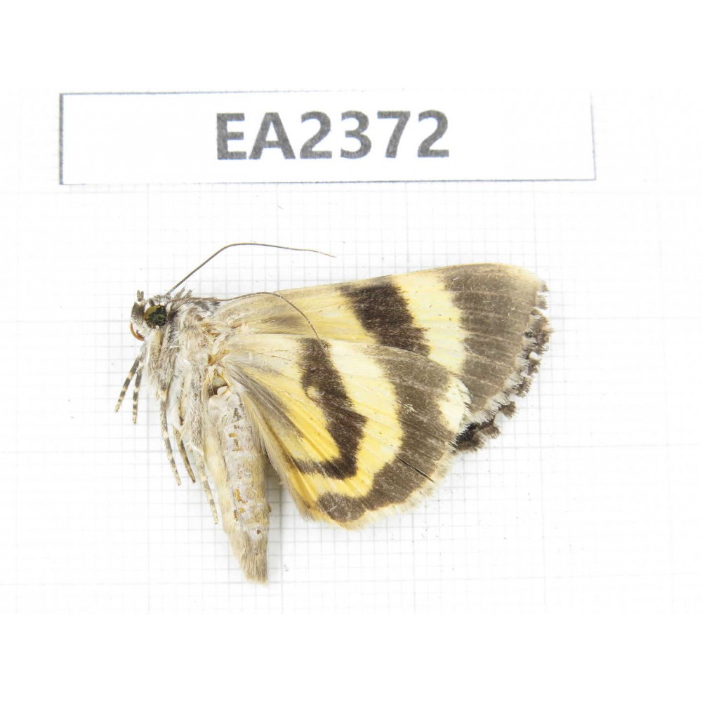 Noctuidae sp. China, Guizhou, Bijie area, Dafang county. 1Pcs. EA2372.