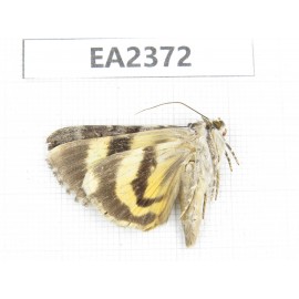 Noctuidae sp. China, Guizhou, Bijie area, Dafang county. 1Pcs. EA2372.