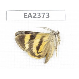 Noctuidae sp. China, Guizhou, Bijie area, Dafang county. 1Pcs. EA2373.