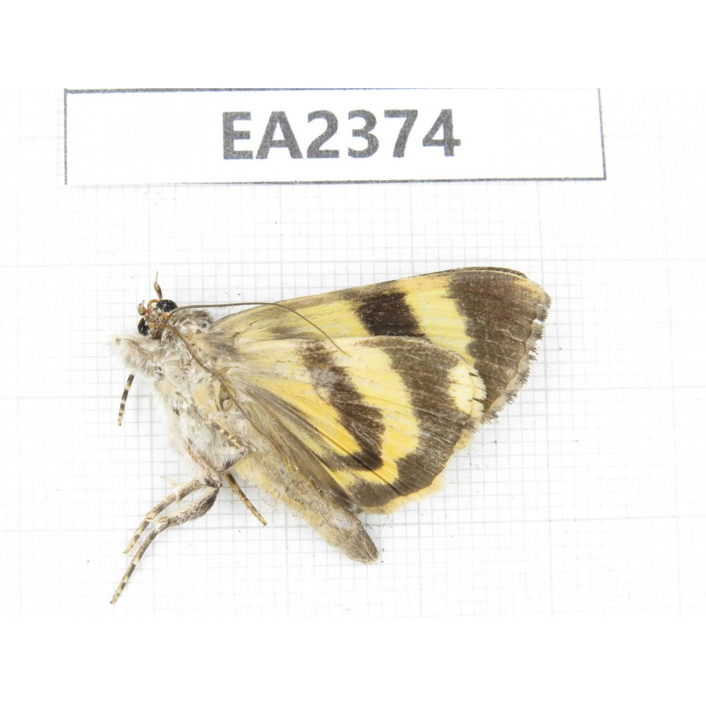 Noctuidae sp. China, Guizhou, Bijie area, Dafang county. 1Pcs. EA2374.