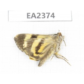 Noctuidae sp. China, Guizhou, Bijie area, Dafang county. 1Pcs. EA2374.