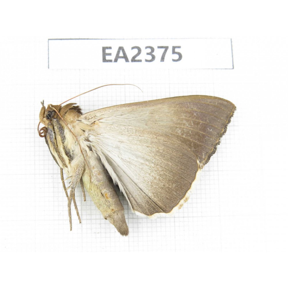 Moths sp. China, Guizhou, Bijie area, Dafang county.1Pcs. EA2375.