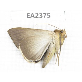 Moths sp. China, Guizhou, Bijie area, Dafang county.1Pcs. EA2375.
