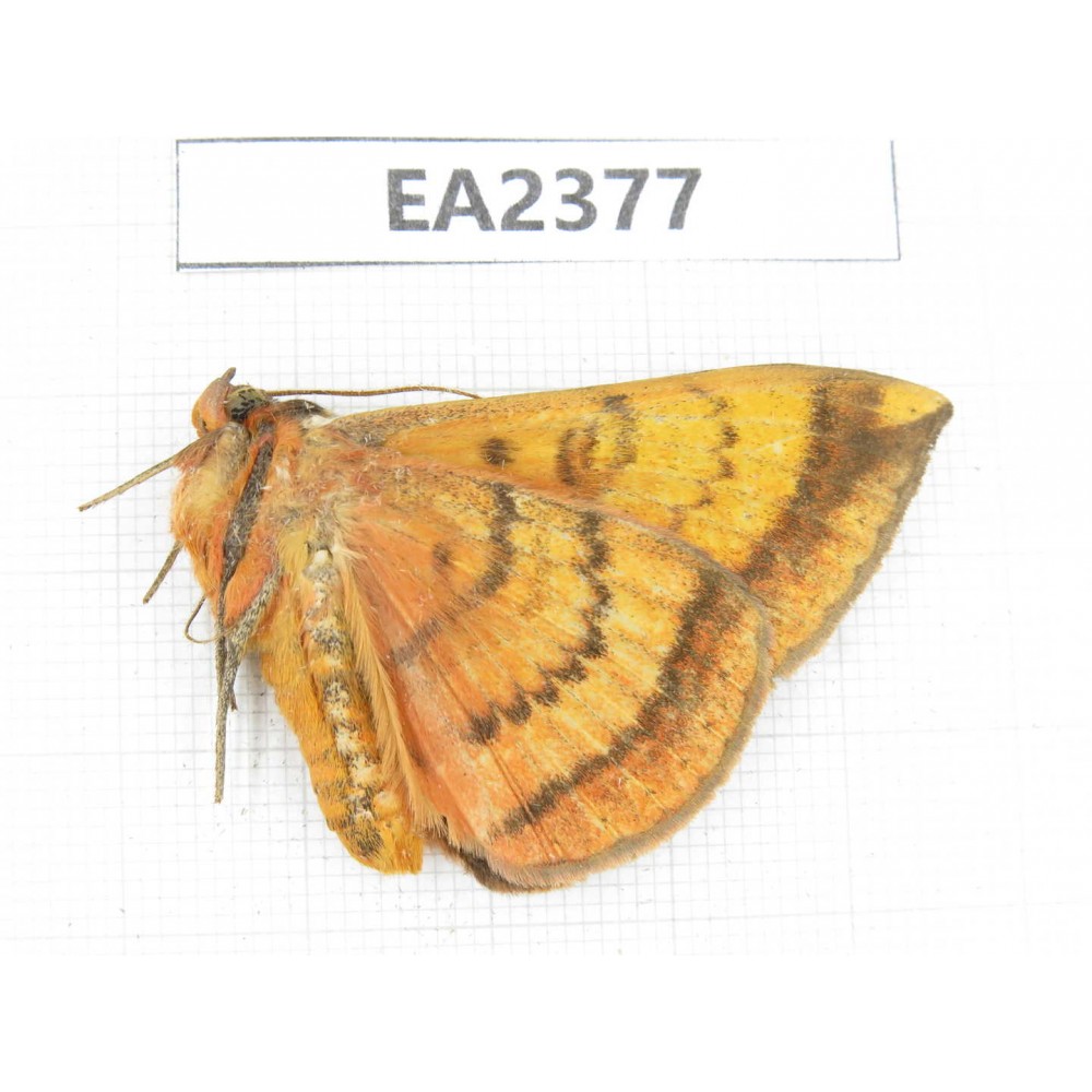 Noctuidae sp. China, Guizhou, Bijie area, Dafang county. 1Pcs. EA2377.