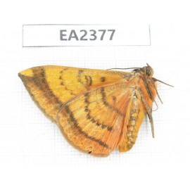 Noctuidae sp. China, Guizhou, Bijie area, Dafang county. 1Pcs. EA2377.