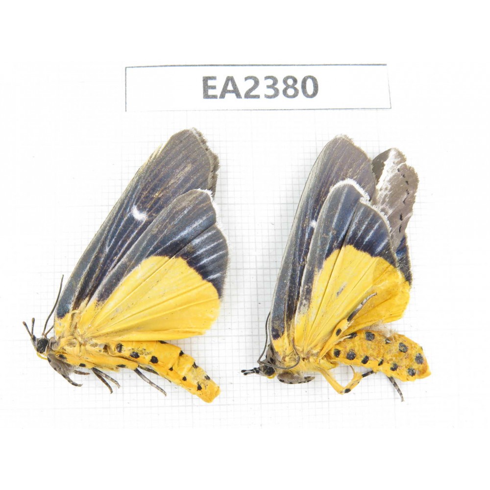 Arctiidae sp. China, Guizhou, Bijie area, Dafang county. 2Pcs. EA2380.