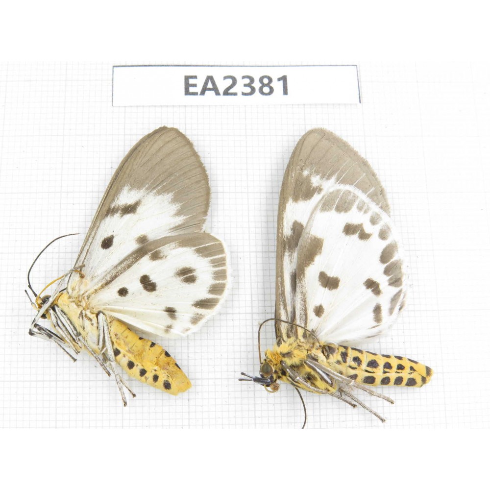 Arctiidae sp. China, Guizhou, Bijie area, Dafang county. 2Pcs. EA2381.