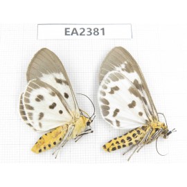 Arctiidae sp. China, Guizhou, Bijie area, Dafang county. 2Pcs. EA2381.