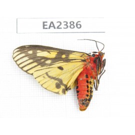 Arctiidae sp. China, Guizhou, Bijie area, Dafang county. 1Pcs. EA2386.