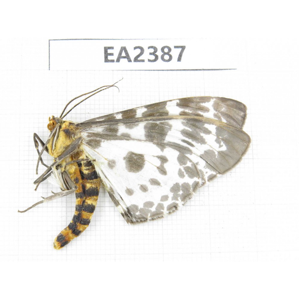 Moths sp. China, Guizhou, Bijie area, Dafang county.1Pcs. EA2387.