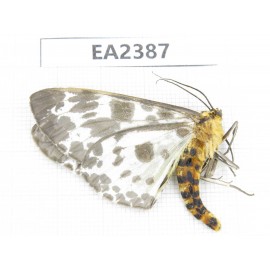 Moths sp. China, Guizhou, Bijie area, Dafang county.1Pcs. EA2387.