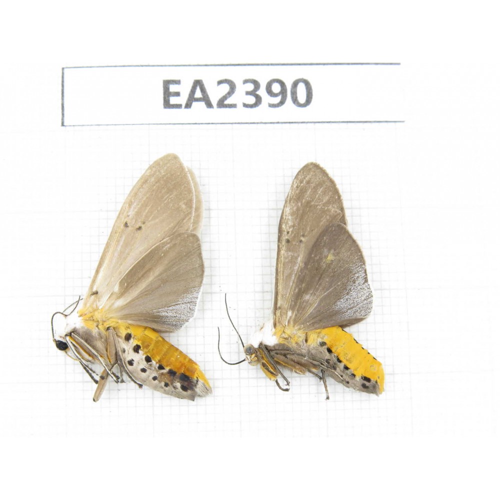 Arctiidae sp. China, Guizhou, Bijie area, Dafang county. 2Pcs. EA2390.