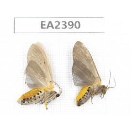 Arctiidae sp. China, Guizhou, Bijie area, Dafang county. 2Pcs. EA2390.