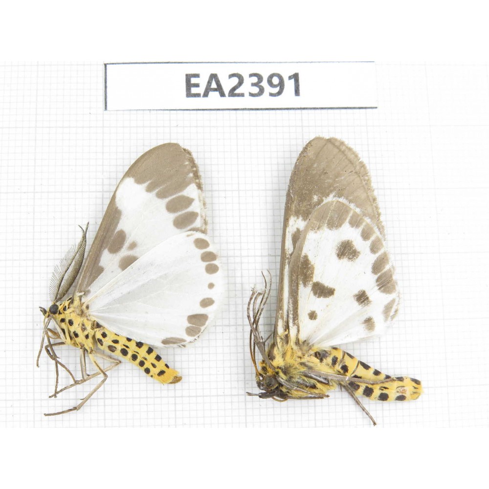 Arctiidae sp. China, Guizhou, Bijie area, Dafang county. 2Pcs. EA2391.