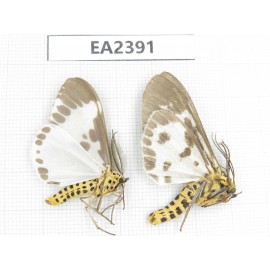 Arctiidae sp. China, Guizhou, Bijie area, Dafang county. 2Pcs. EA2391.