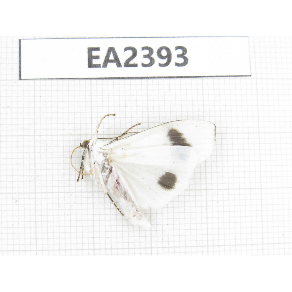 Arctiidae sp. China, Guizhou, Bijie area, Dafang county. 1Pcs. EA2393.