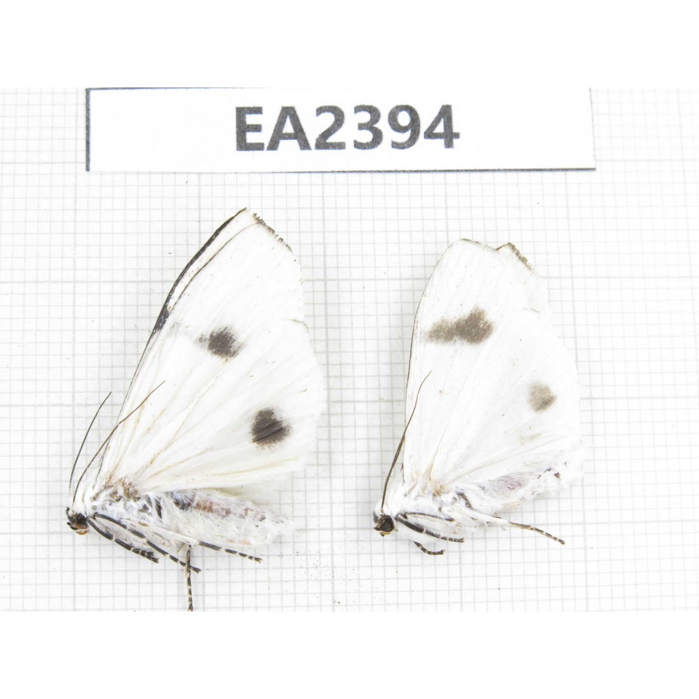Arctiidae sp. China, Guizhou, Bijie area, Dafang county. 2Pcs. EA2394.