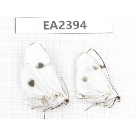 Arctiidae sp. China, Guizhou, Bijie area, Dafang county. 2Pcs. EA2394.