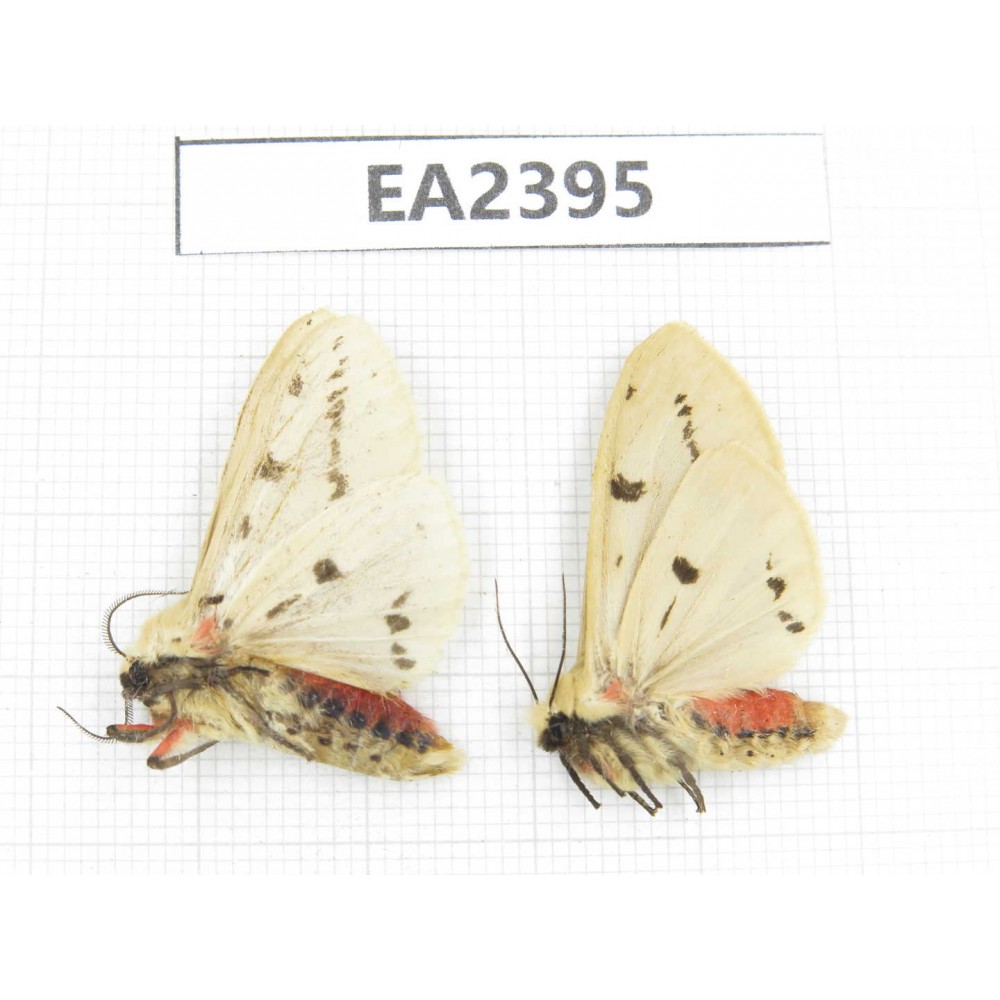 Arctiidae sp. China, Guizhou, Bijie area, Dafang county. 2Pcs. EA2395.