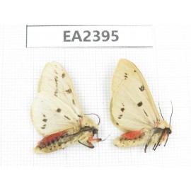 Arctiidae sp. China, Guizhou, Bijie area, Dafang county. 2Pcs. EA2395.