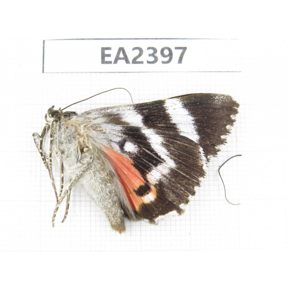 Noctuidae sp. China, Inner Mongolia, Hulunbeier, Mt.Daxinganling.1Pcs. EA2397.